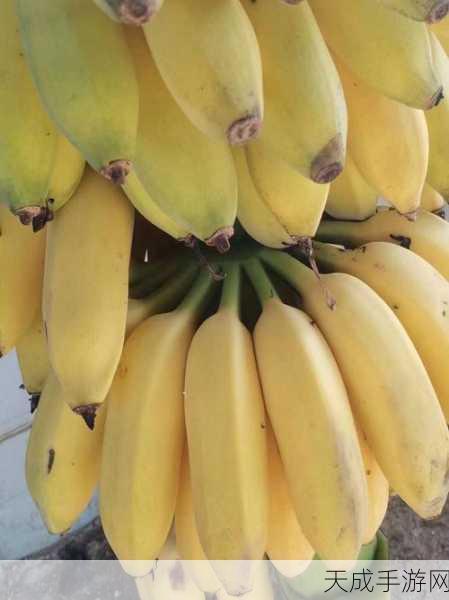 精品香蕉视频:1. 精选香蕉视频:带你领略奇妙的热带风情