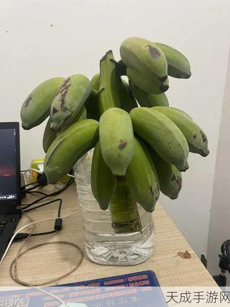 精品香蕉视频:1. 精选香蕉视频:带你领略奇妙的热带风情
