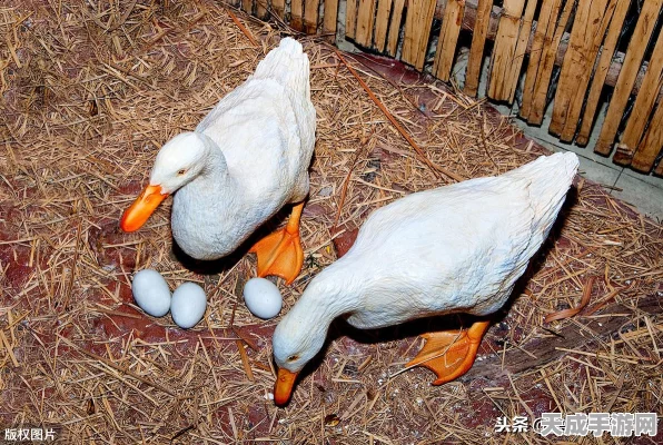 元气骑士宠物养成新篇章，喂食大解析，解锁亲密力量，畅享战斗加成！